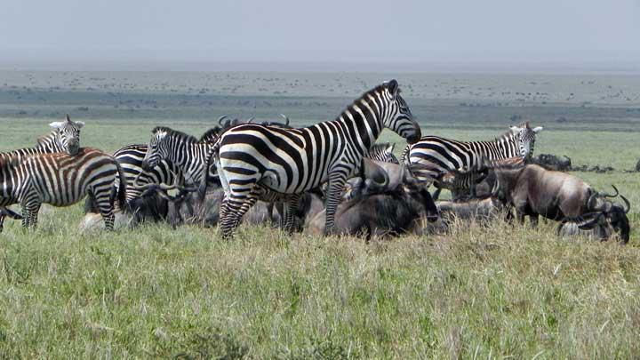 Zebras, Serengeti, Tanzania 0031