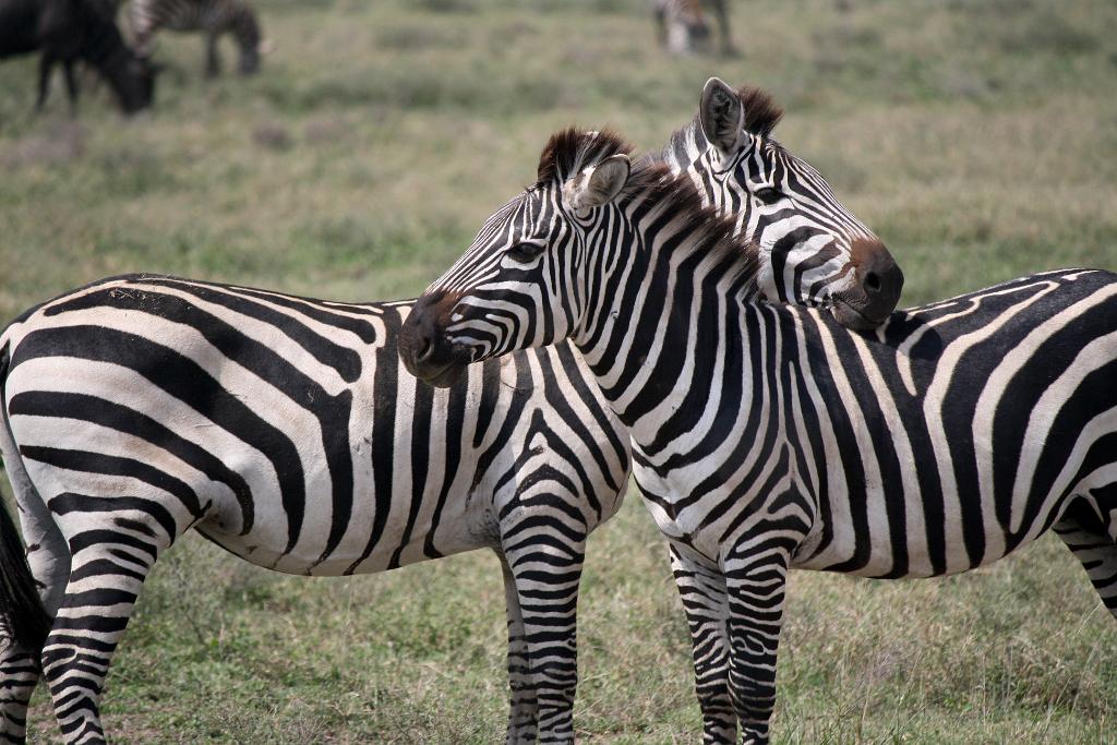 Zebras, Serengeti, Tanzania