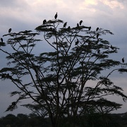 Birds at sunrise, Serengeti 0103.jpg
