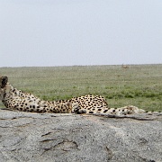 Cheetah, Serengeti, Tanzania 0253.jpg