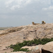 Cheetah, Serengeti, Tanzania 0259.jpg