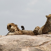 Cheetah, Serengeti, Tanzania 0263.jpg