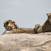 Cheetah, Serengeti, Tanzania 0269.jpg