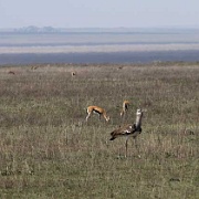 Cory bustard, Serengeti, Tanzania 0367.jpg