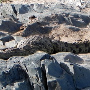 Crocodile, Serengeti, Tanzania 0157.jpg