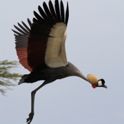 Crowned crane, Serengeti, Tanzania 0339.jpg