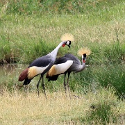 Crowned cranes, Serengeti, Tanzania 0331.jpg