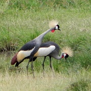 Crowned cranes, Serengeti, Tanzania 0333.jpg