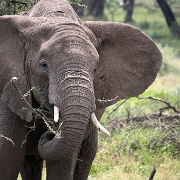 Elephant, Nabi Gate, Serengeti 0019.jpg