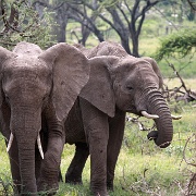 Elephant, Nabi Gate, Serengeti 0021.jpg