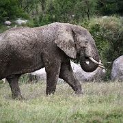 Elephant, Nabi Gate, Serengeti 0291.jpg
