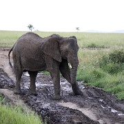 Elephant, Serengeti 0297.jpg