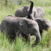 Elephants, Serengeti, Tanzania 0303.jpg