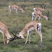 Grants gazelle, Serengeti, Tanzania 0199.jpg