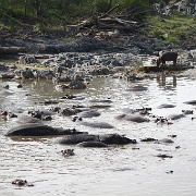 Hippo pool, Serengeti, Tanzania 0137.jpg