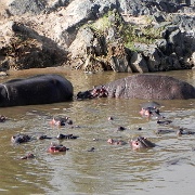 Hippo pool, Serengeti, Tanzania 0139.jpg