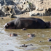 Hippo pool, Serengeti, Tanzania 0141.jpg