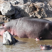 Hippo pool, Serengeti, Tanzania 0143.jpg