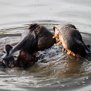 Hippo pool, Serengeti, Tanzania 0145.jpg