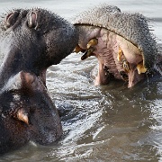 Hippo pool, Serengeti, Tanzania 0147.jpg
