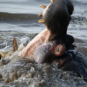 Hippo pool, Serengeti, Tanzania 0149.jpg