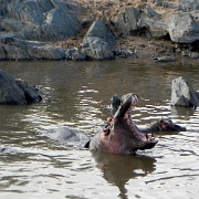Hippo pool, Serengeti, Tanzania 0153.jpg