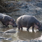Hippo pool, Serengeti, Tanzania 0155.jpg