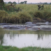 Hippos, Serengeti, Tanzania 0105.jpg