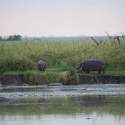 Hippos, Serengeti, Tanzania 0109.jpg