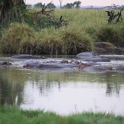 Hippos, Serengeti, Tanzania 0111.jpg