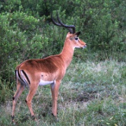 Impala, Serengeti, Tanzania 0131.jpg