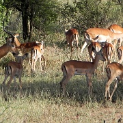 Impala, Serengeti, Tanzania 0159.jpg