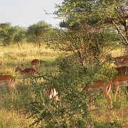 Impala, Serengeti, Tanzania 0161.jpg