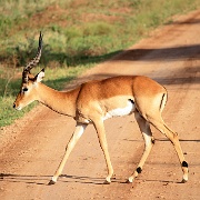 Impala, Serengeti, Tanzania 0163.jpg