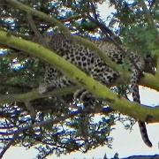 Leopard, Serengeti, Tanzania 0123.jpg