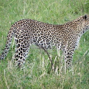 Leopard, Serengeti, Tanzania 0313.jpg