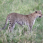 Leopard, Serengeti, Tanzania 0315.jpg