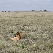 Lion and hartebeest kill, Serengeti 0201.jpg