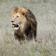 Lion and hartebeest kill, Serengeti 0203.jpg