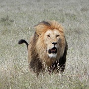 Lion and hartebeest kill, Serengeti 0205.jpg