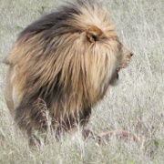 Lion and hartebeest kill, Serengeti 0207.jpg