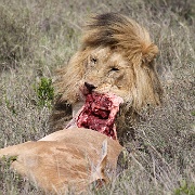 Lion and hartebeest kill, Serengeti 0213.jpg