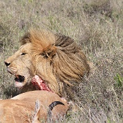 Lion and hartebeest kill, Serengeti 0215.jpg