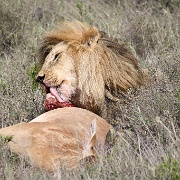 Lion and hartebeest kill, Serengeti 0222.jpg