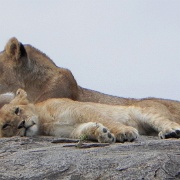 Lion pride on kopje, Serengeti 0227.jpg