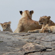 Lion pride on kopje, Serengeti 0229.jpg