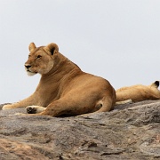 Lion pride on kopje, Serengeti 0233.jpg