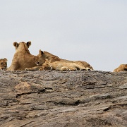 Lion pride on kopje, Serengeti 0237.jpg