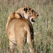 Lion, Hyenas, Serengeti, Tanzania 0177.jpg