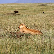 Lion, Hyenas, Serengeti, Tanzania 0181.jpg